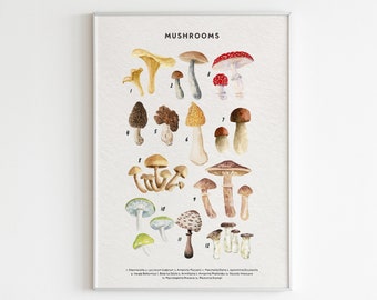 Mushroom Identification Print: Botanical Educational Poster (Digital Download)