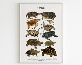 Turtle Species Chart Print: Educational Nursery Art (Digital Download)