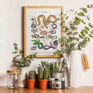 Snakes Poster, Snake Lover Gift, Snake Art Print, Knowledge Poster, Educational Poster, Types Of Snakes Poster image 4