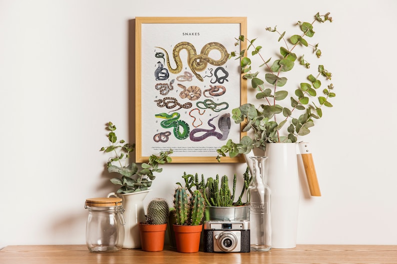 Snakes Poster, Snake Lover Gift, Snake Art Print, Knowledge Poster, Educational Poster, Types Of Snakes Poster image 4