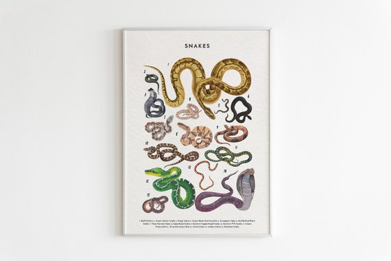 Snakes Poster, Snake Lover Gift, Snake Art Print, Knowledge Poster, Educational Poster, Types Of Snakes Poster