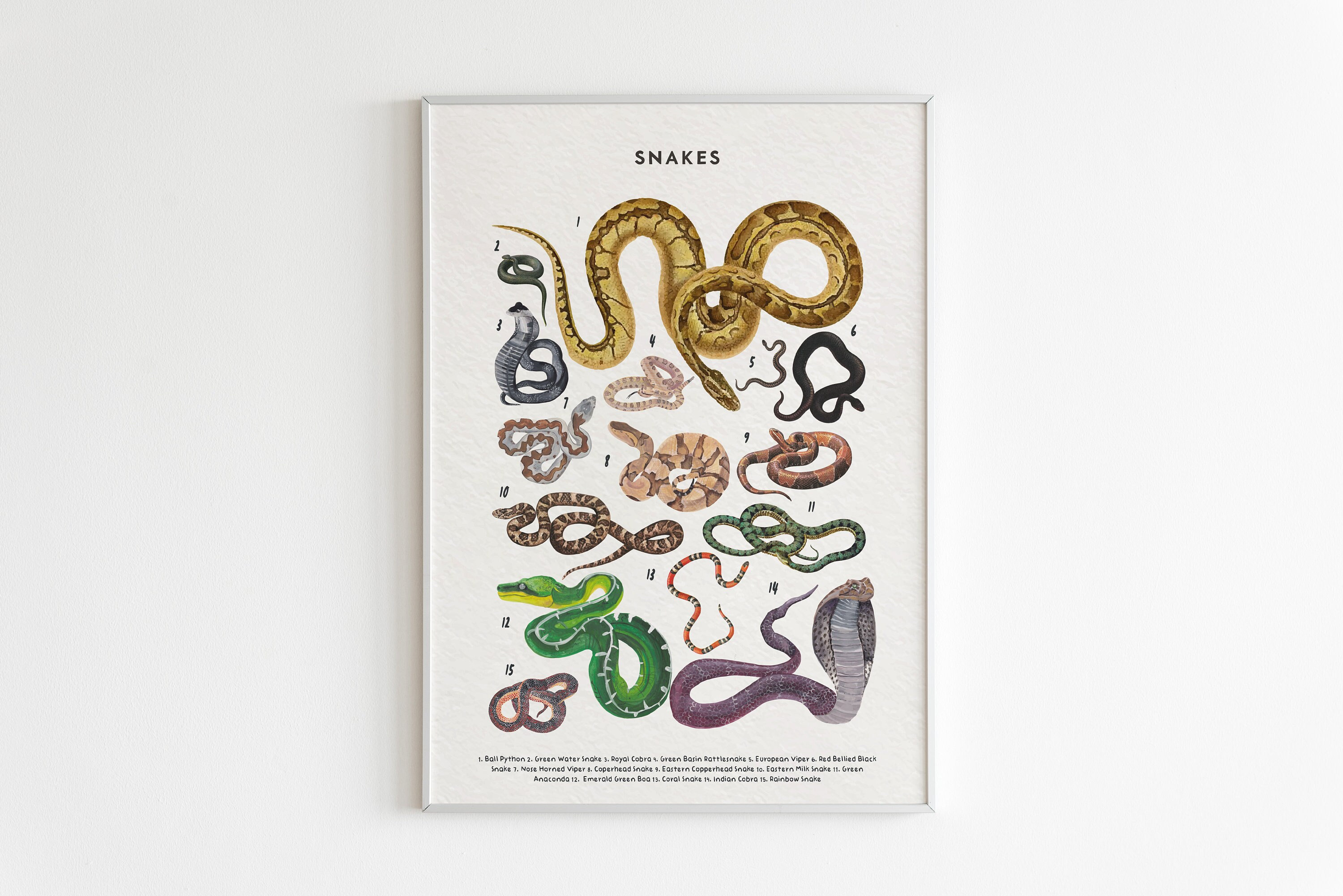 Snakes Print, Educational Snake Prints, Snakes Species, Animals Poster ...