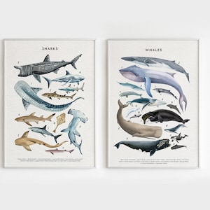 Póster de ballena y tiburón, póster de animales marinos, impresiones de animales marinos del océano, gráfico de tiburones y ballenas, juego de 2 piezas de arte marino, decoración de animales del océano