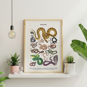 Snakes Poster, Snake Lover Gift, Snake Art Print, Knowledge Poster, Educational Poster, Types Of Snakes Poster image 2
