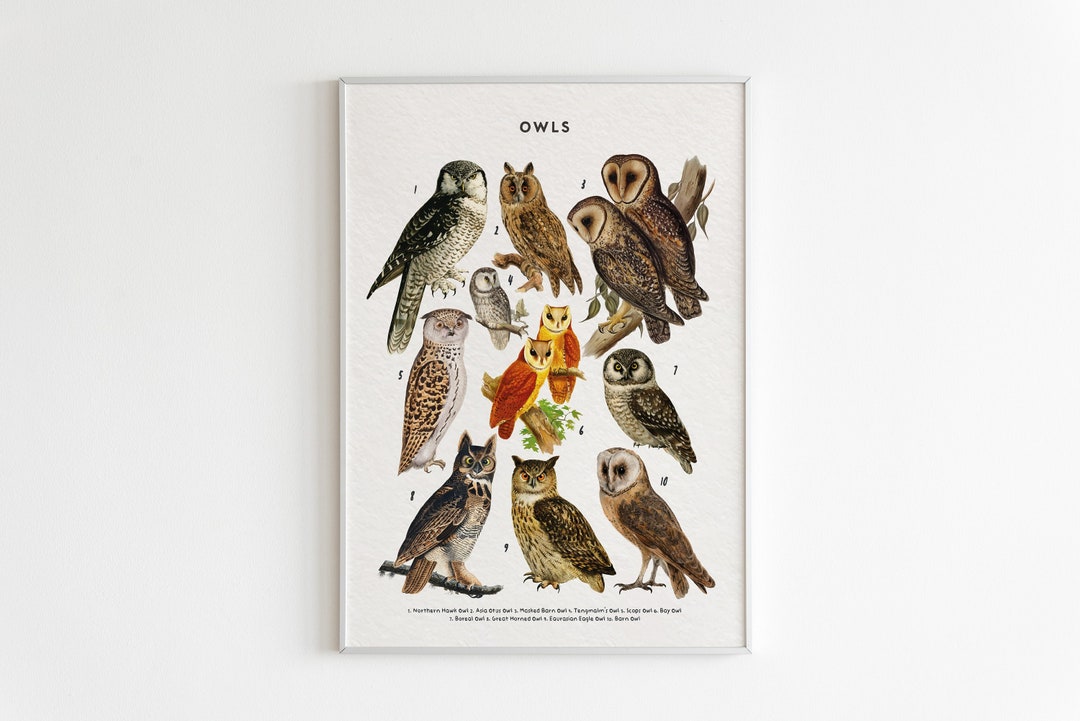 Owl Species Chart Print Educational Nursery Art (digital Download) Etsy