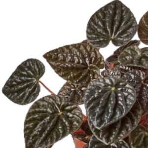 Peperomia 'Ripple Red'