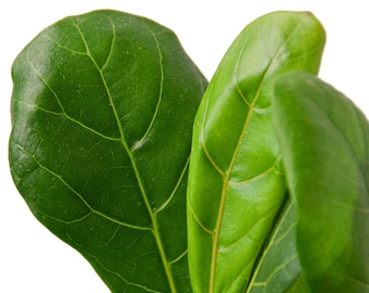 Fiddle-Leaf Fig