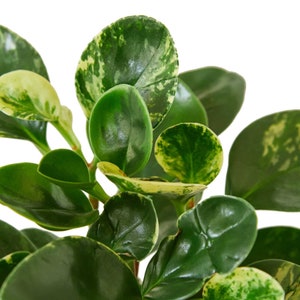 Peperomia &#39;Marble&#39;