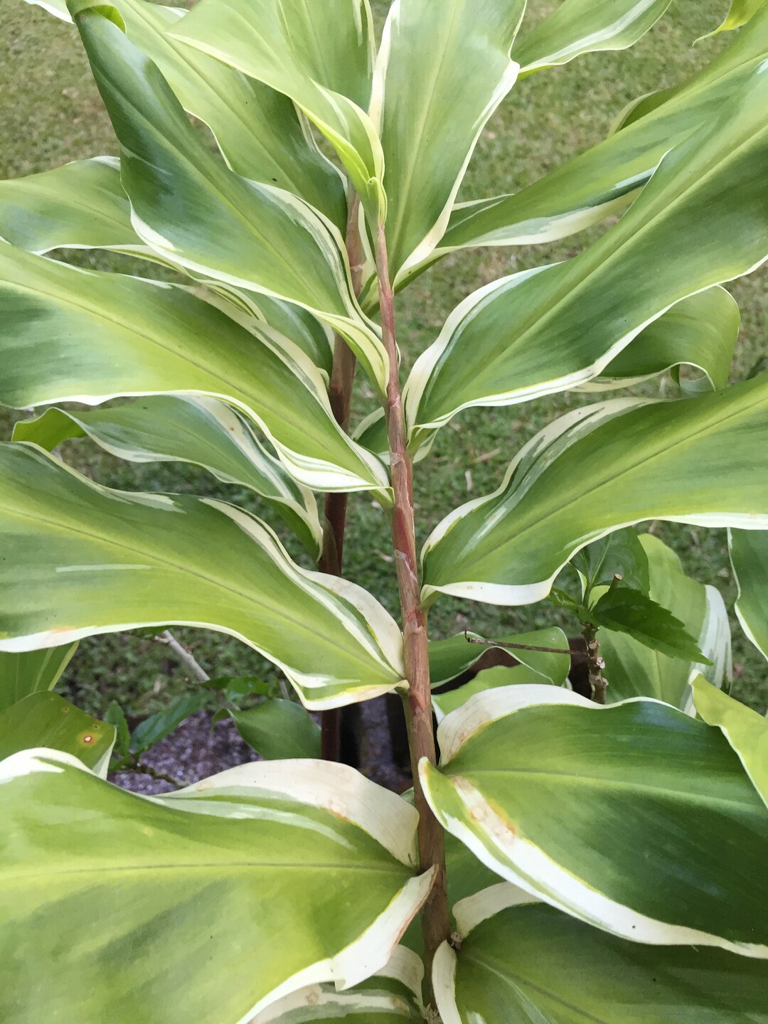 Variegated Shampoo Awapuhi Ginger Rhizome Zingiber Etsy