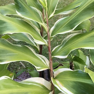 Variegated Shampoo Awapuhi ginger Rhizome Zingiber