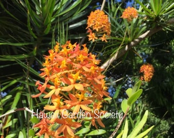 3x Orange epidendrum orchids, easy to grow, tropical flowering  garden orchid.