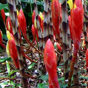 Exotic Bamboo Ginger