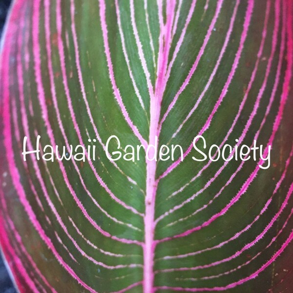RARE* Rainbow leaf heliconia. Indica Heliconia Rhizome or young plant , fresh,