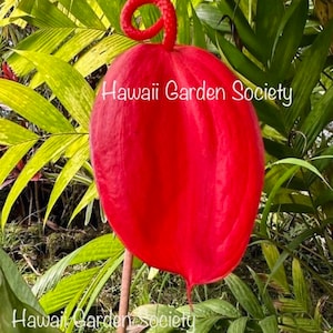 Anthurium Pigtail - Etsy