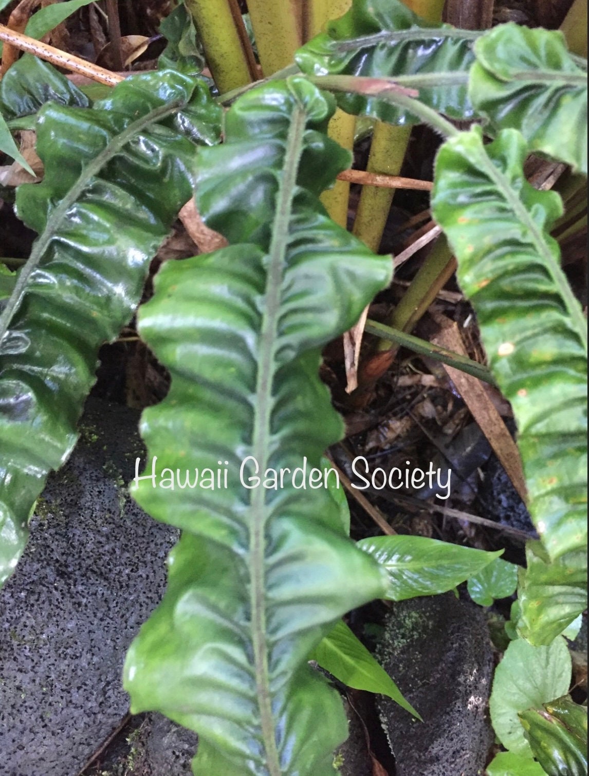 Alpinia rugosa アルピニア　ルゴサ　激レア　4芽付き　激安　大株 Rare*exotic*ginger Alpinia Rugosa Rhizome - Etsy