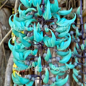 Blue Jade Vine live plant RARE exotic