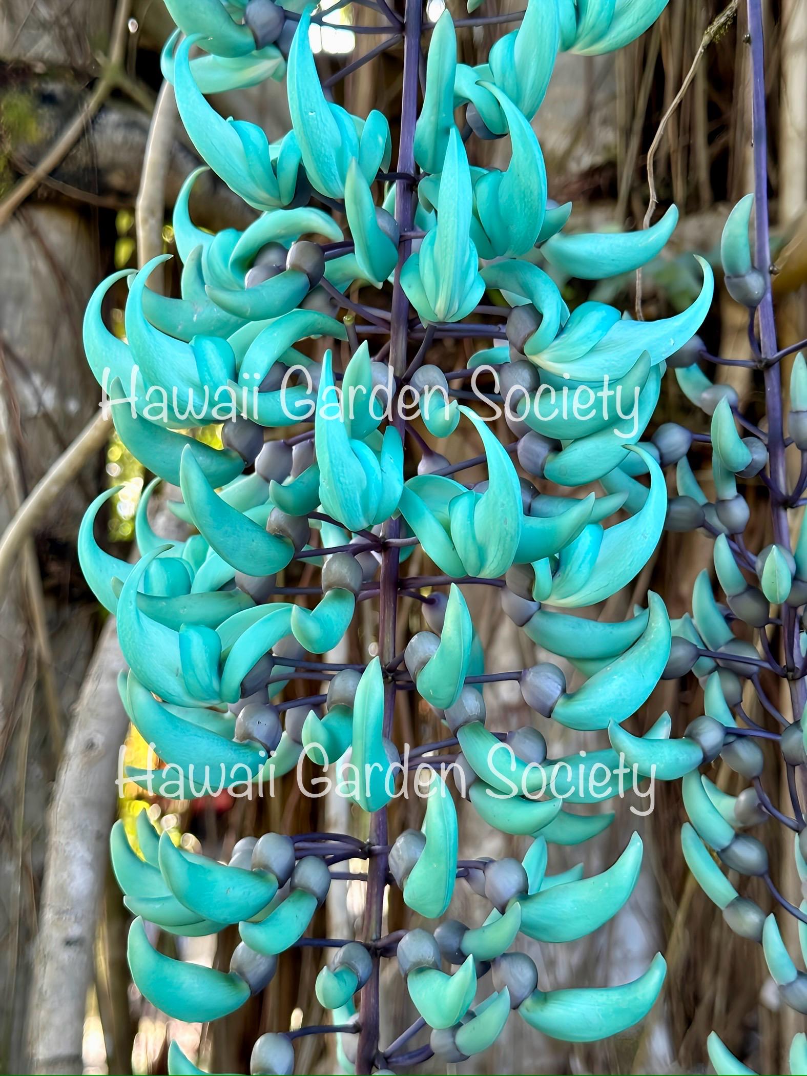 Blue Jade Vine live plant RARE exotic