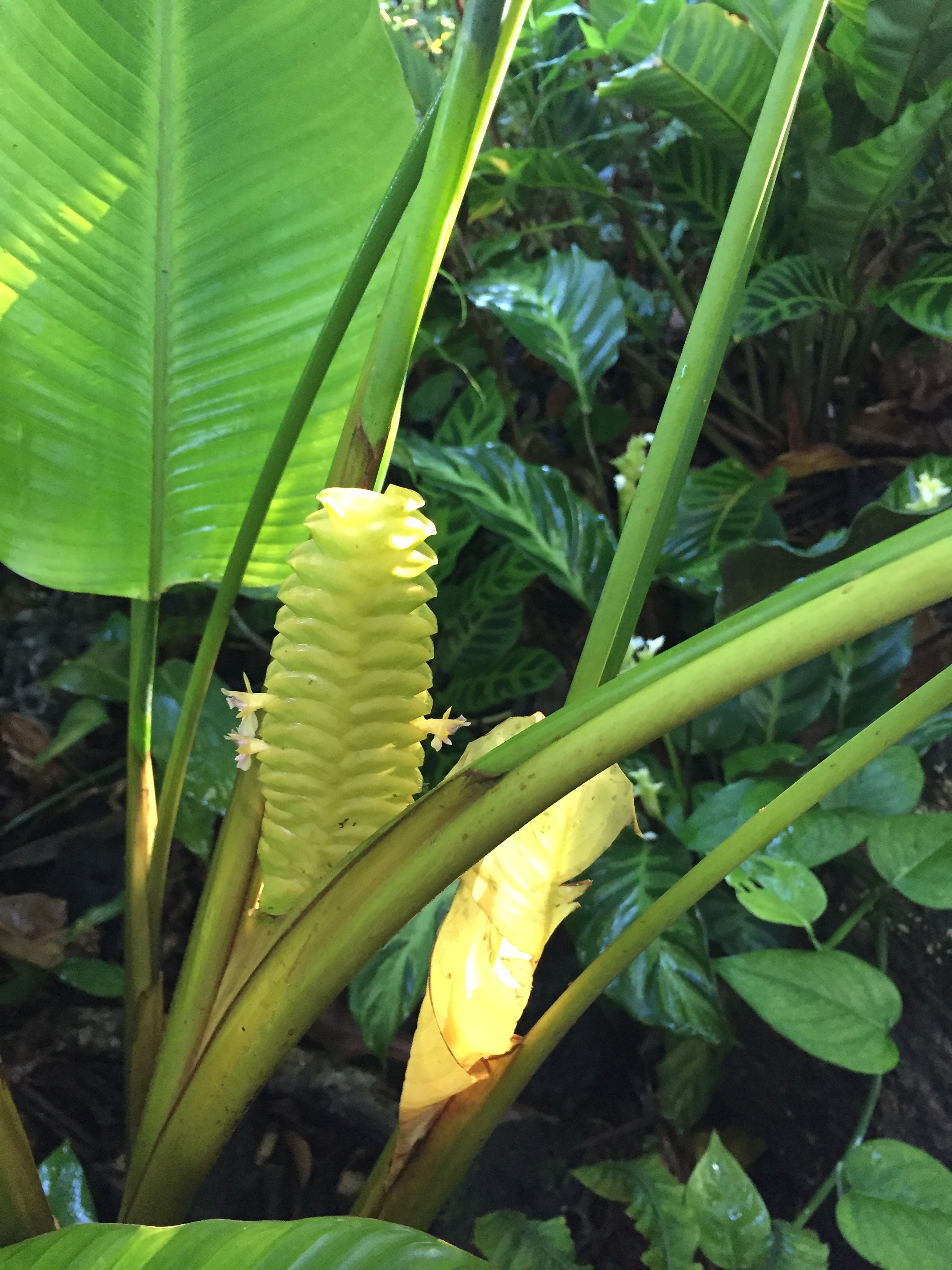 Calathea Yellow Rattler Rhizome - Etsy