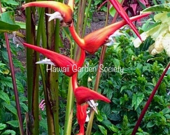 Heliconia  Frosty fresh Rhizome, pendent blooming