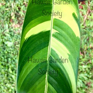 Variegated Heliconia Rhizome. Orange/gold bloom. Psittacorum