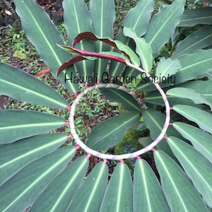 Exotic Spiral Ginger young  rhizome. Costus Raspberry Yougert