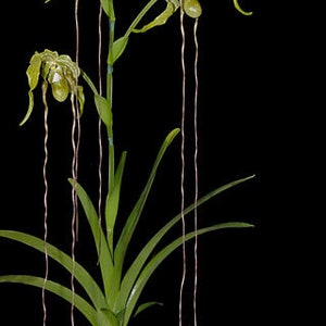 RARE! Devil Fire Orchid Phragmipedium, exotic live plant
