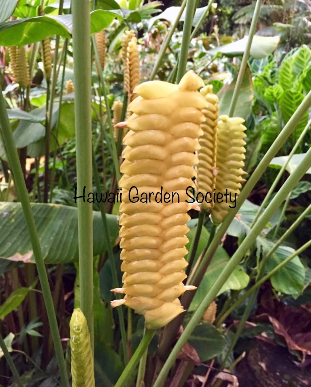 Calathea Yellow Rattler Rhizomes - Etsy