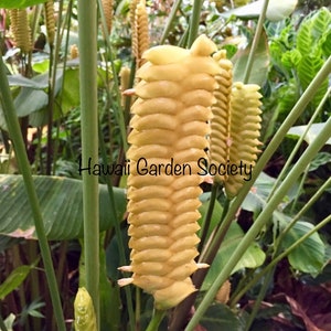 elefantenfu werkzeug Elefantenfu 160200 cm  Beaucarnea recurvata