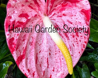和*様 アンスリウム　AOS x FS acupom | ・ 🌱Anthurium antolakii 'Yard'🌱 from