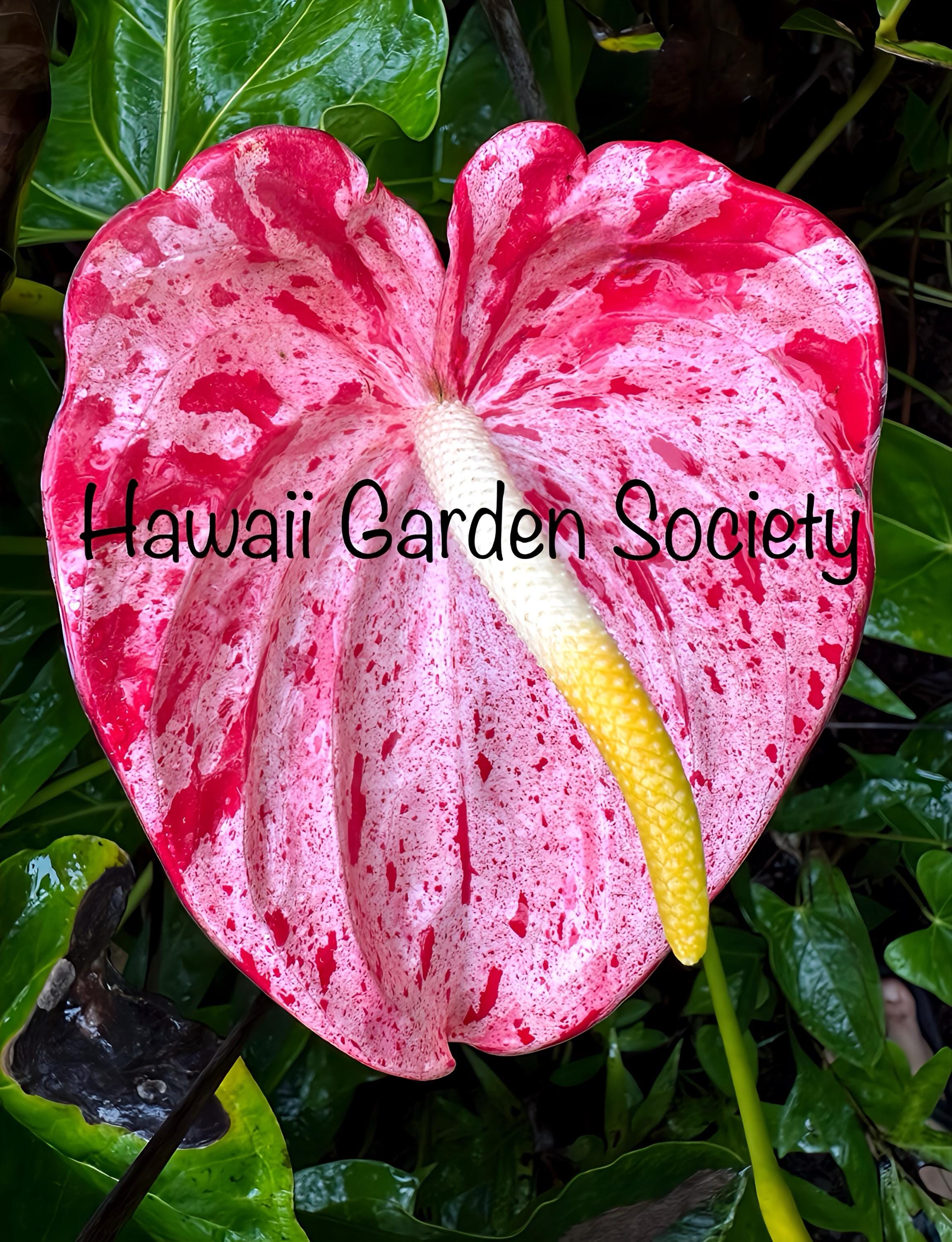 RARE Anthurium Shibori Full Plant - Etsy