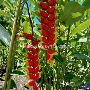 Rostrata Heliconia  Rhizome, fresh, Hawaiian