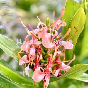 Hedychium candy pink butterfly ginger rhizome.