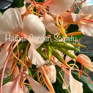 Apricot butterfly Hedychium Ginger fresh Rhizome, fragrant, image 2