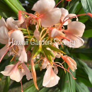 Apricot butterfly Hedychium Ginger fresh Rhizome, fragrant, image 1