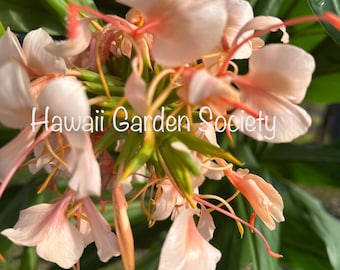 Apricot butterfly Hedychium Ginger fresh Rhizome, fragrant,