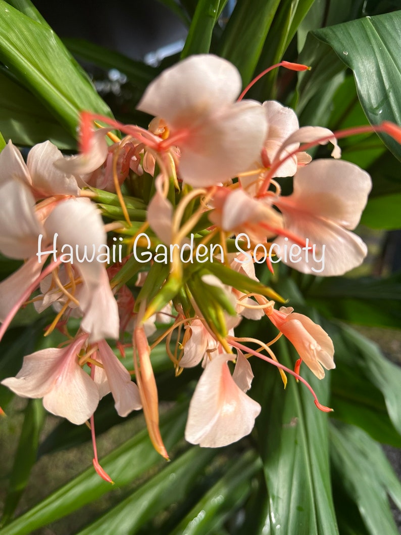 Apricot butterfly Hedychium Ginger fresh Rhizome, fragrant, image 1