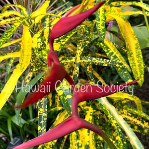 Heliconia Schiedeana Rhizome, fresh .