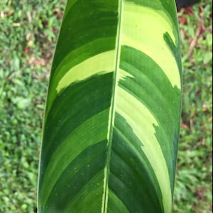 Variegated Heliconia Rhizome. Orange/gold bloom. Psittacorum