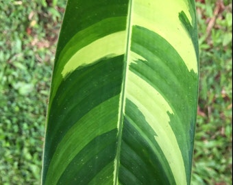 Variegated Heliconia Rhizome. Orange/gold bloom. Psittacorum