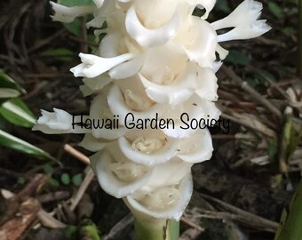 White Ice Calathea plant