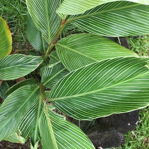 Exotic Pin Stripe Ginger   Alpinia Zerumbet shell ginger