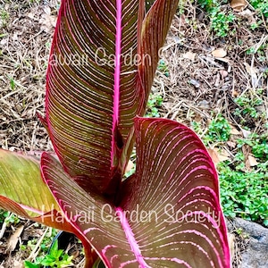 RARE* Rainbow leaf heliconia. Indica Heliconia Rhizome or young plant , fresh,