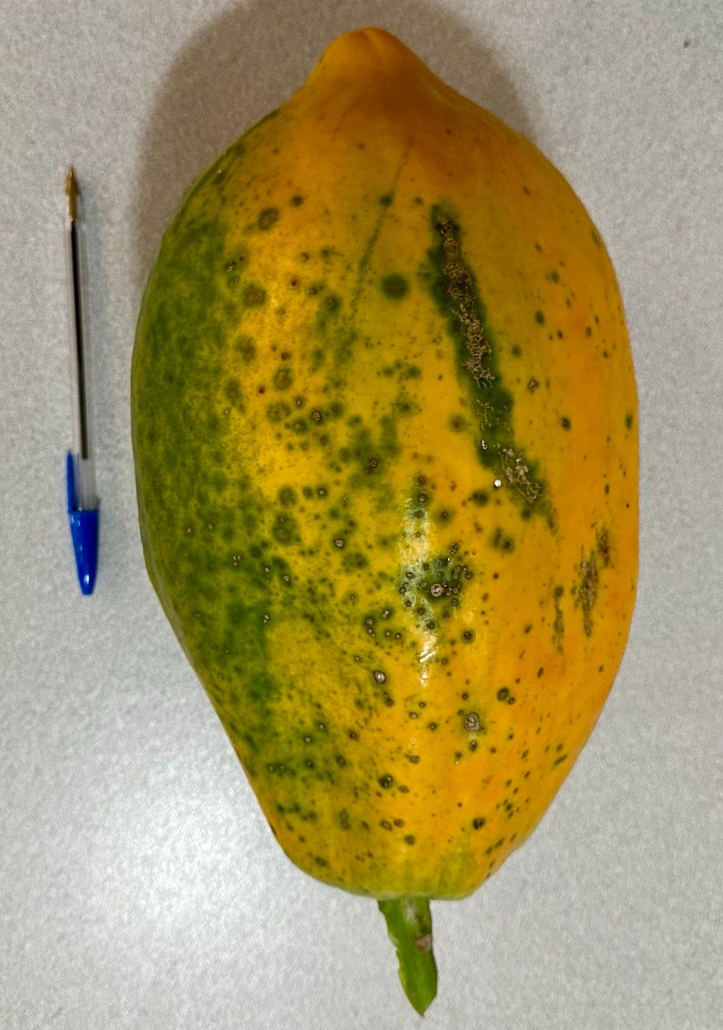 Hawaiian Papaya Seeds Hamakua Giants. 20 Seeds Etsy