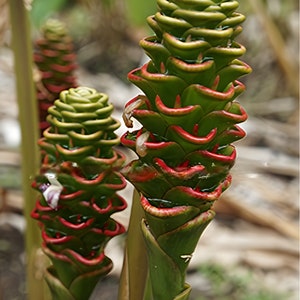 NEW* Jewel Pagoda  Ginger Rhizome. Fresh Hawaiian