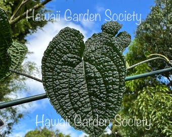 Anthurium Clidemiodes | Real Picture | Rare Climbing Aroid | Tropical Plant  - Etsy