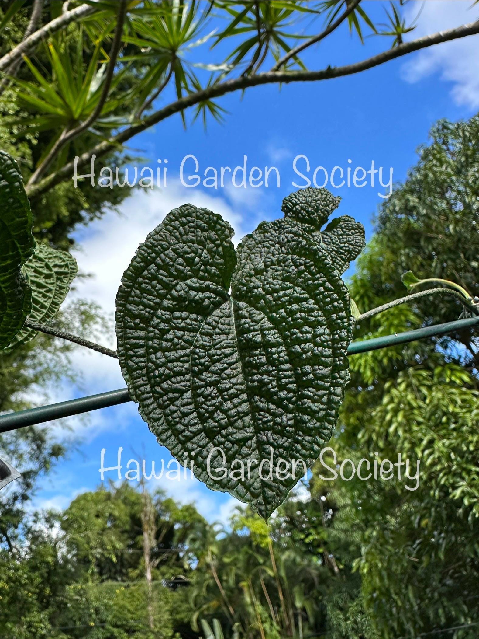 silver blush anthurium Anthurium Silver Blush Dorayaki – oramicin