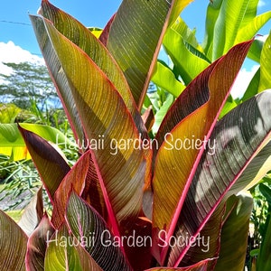 RARE* rainbow leaf Indica spectabilis Heliconia Rhizome, fresh, Stunning, Hawaiian.