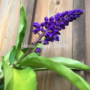 Hawaiian Blue Ginger rhizome