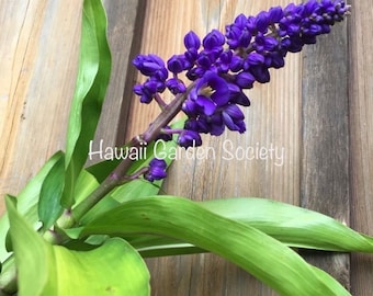 Hawaiian Blue Ginger rhizome