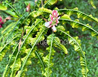 Alpinia Rugosa Live Starter Plant Very Rare Exotic Tropical - Etsy